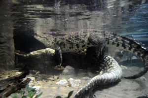 crocodiles sex
