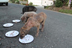 The puppies were starving and seemingly infected with mange.